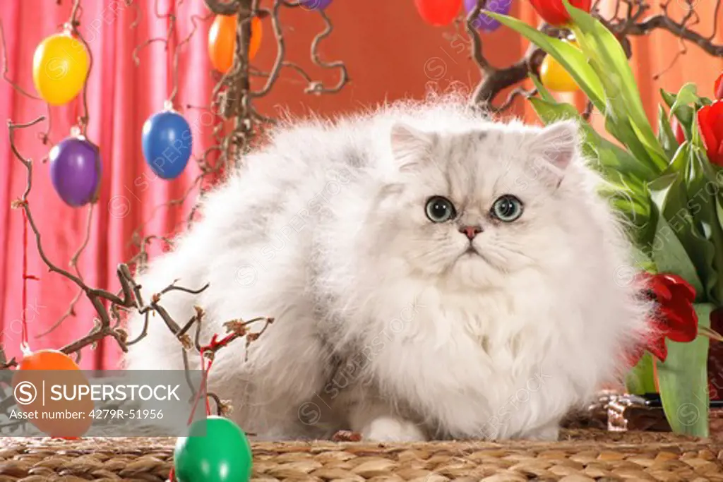 PErsian cat (silver ahded) - in Easter decoration
