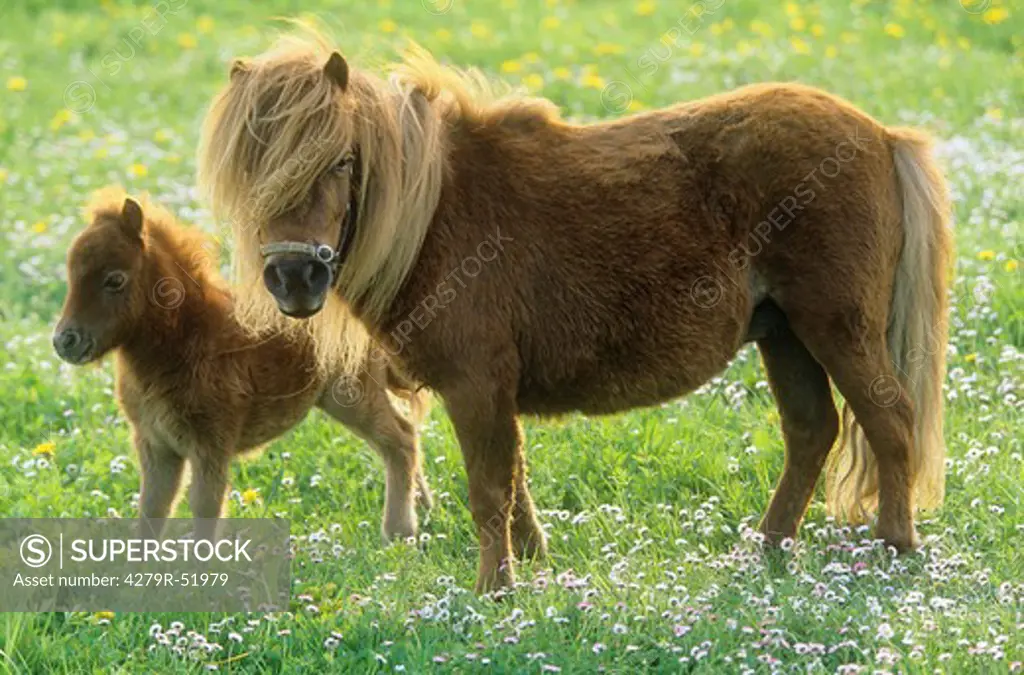 Shetlandpony - mare with foal on meadow