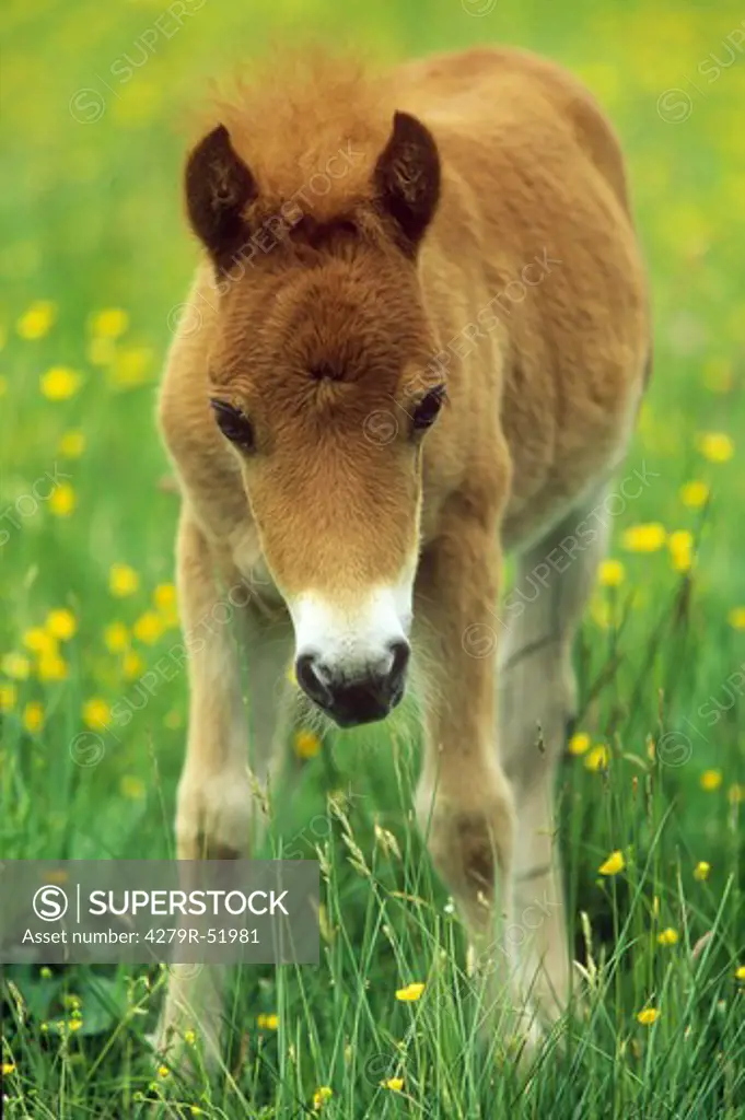 Shetlandpony - foal on meadow
