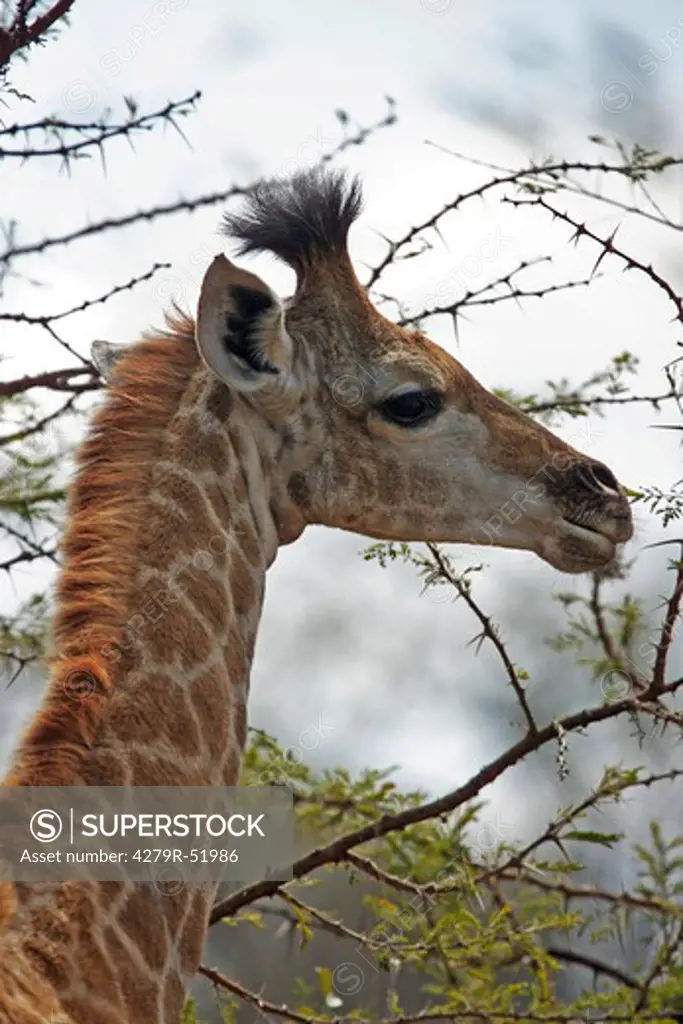 young giraffe - portrait , Giraffa camelopardalis