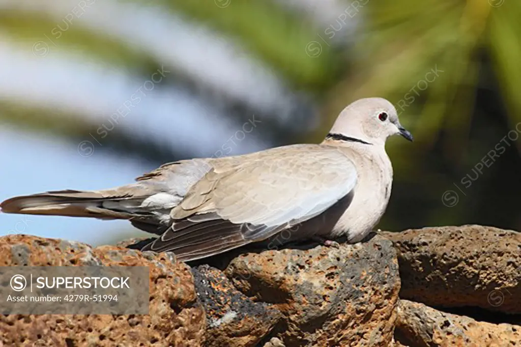Eurasian collared dove - on rock , Streptopelia decaocto