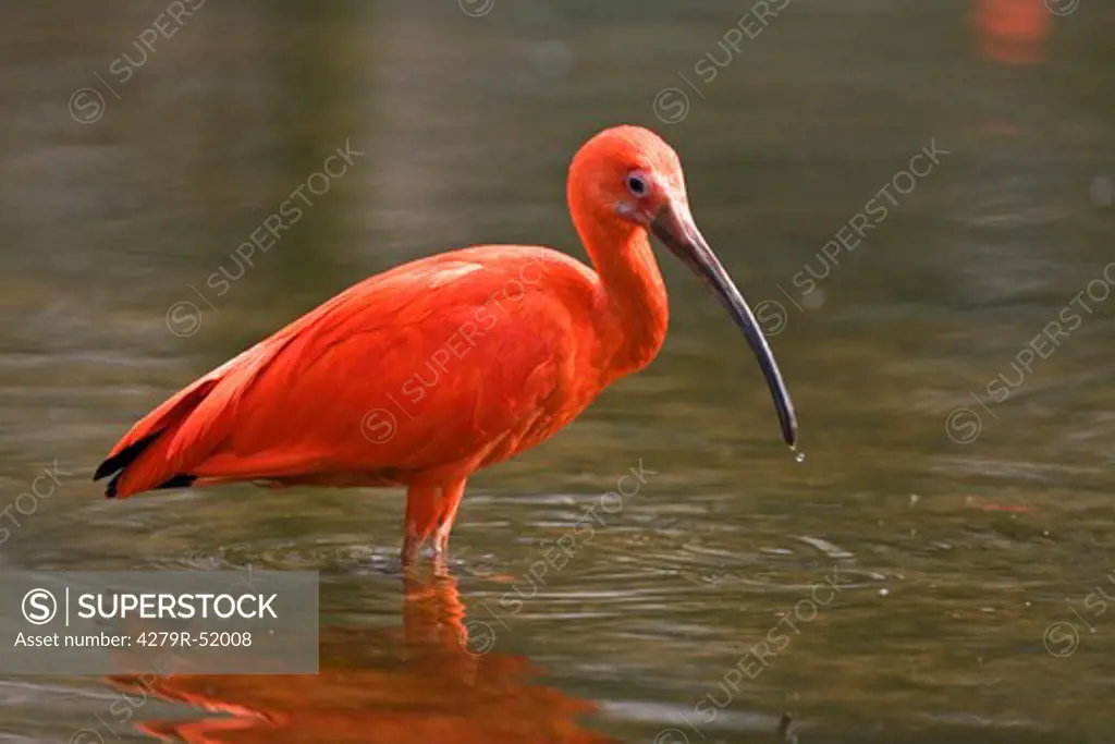scarlet ibis - in water , Eudocimus ruber