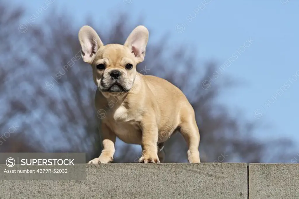 French Bulldog - puppy standing on wall