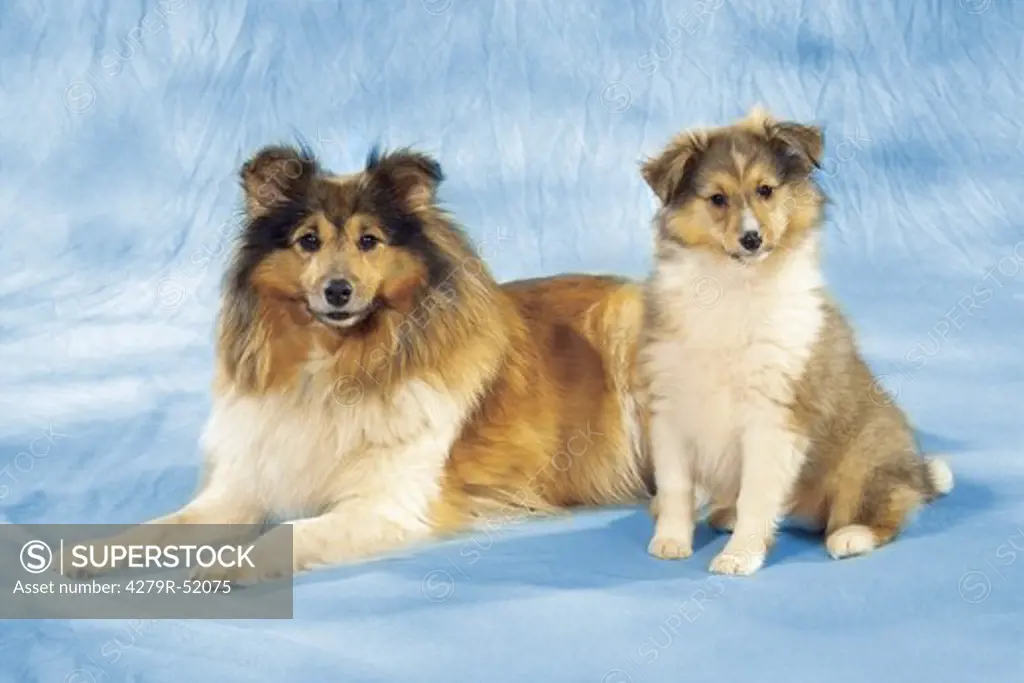 Sheltie with puppy