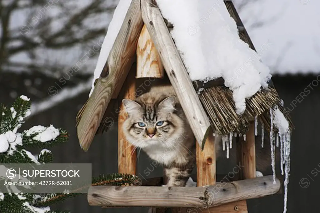 Sacred cat of Burma - in birdhouse