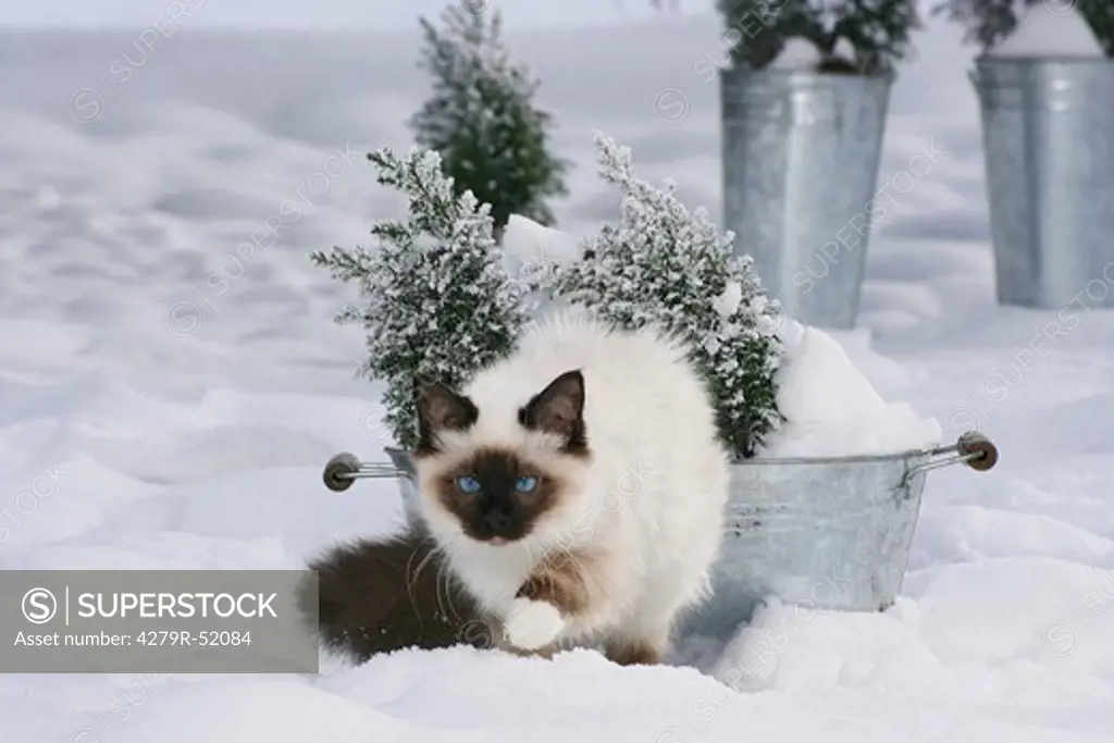 Sacred cat of Burma - in snow