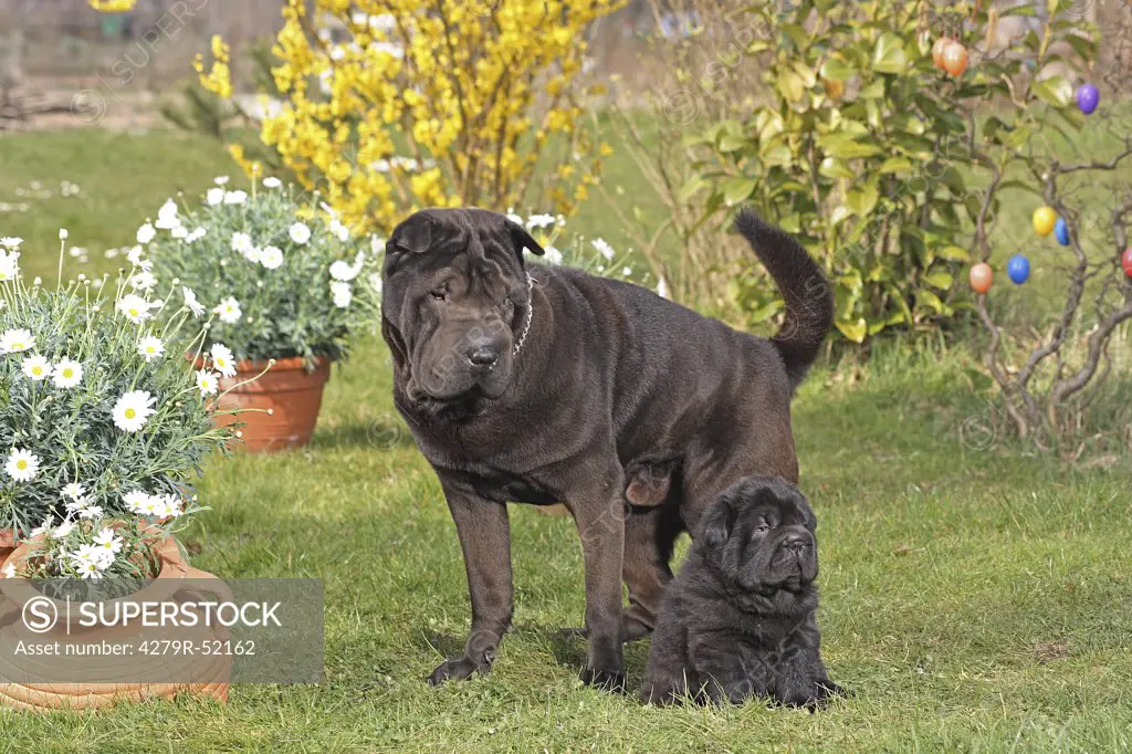 Shar Pei and puppy on meadow