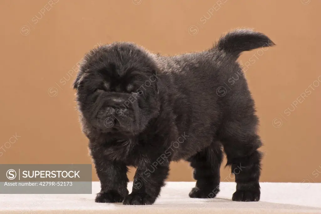 Shar Pei puppy - standing - cut out