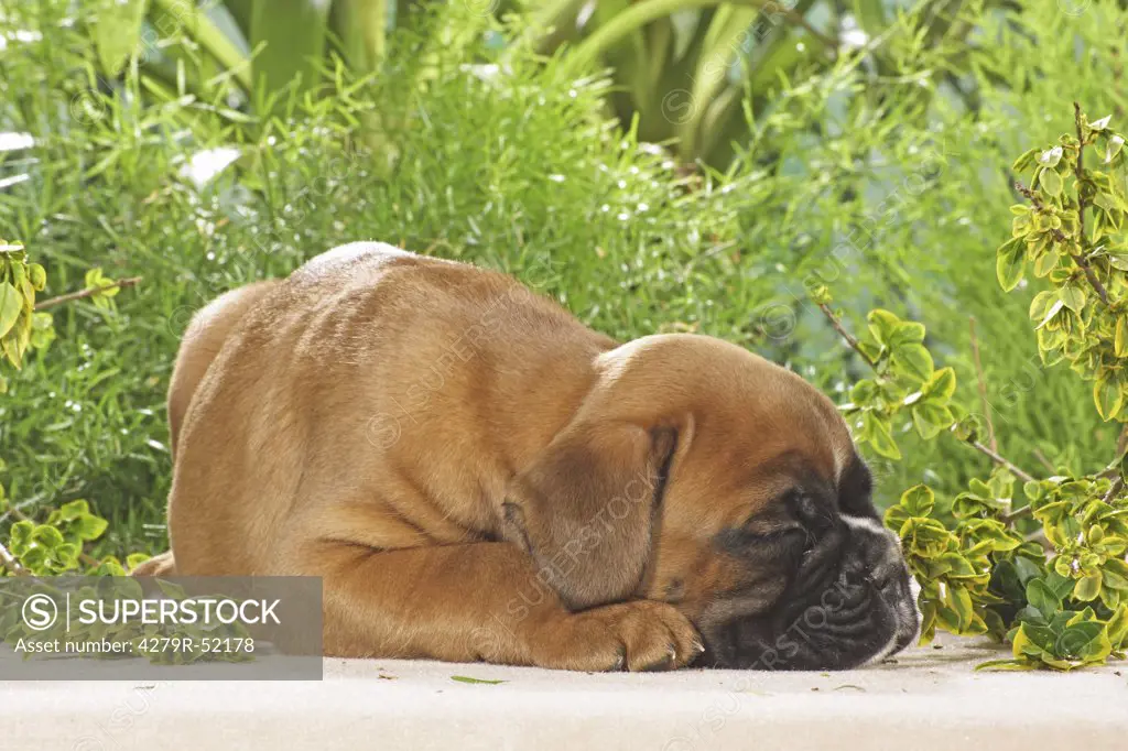 Boxer - puppy sleeping