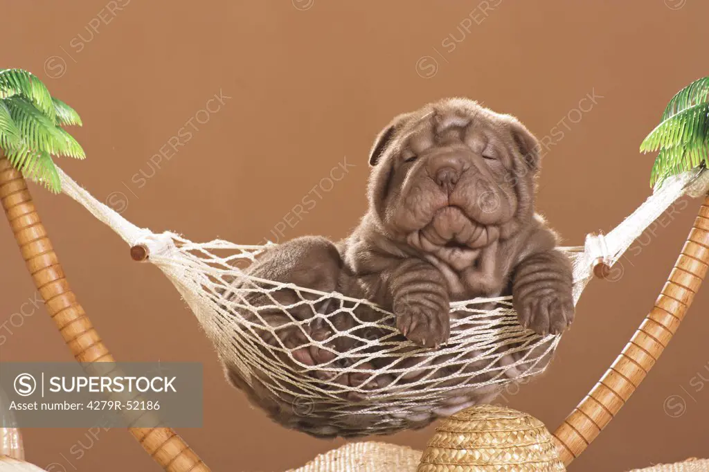 Shar Pei - puppy with hat in hammock