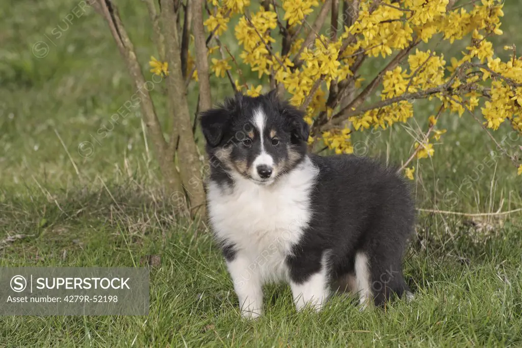 Sheltie - puppy standing on meadow