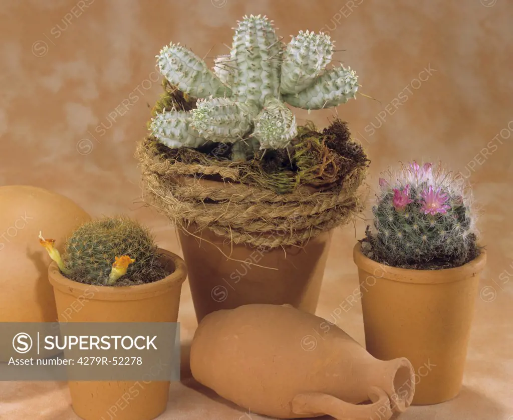 different cacti
