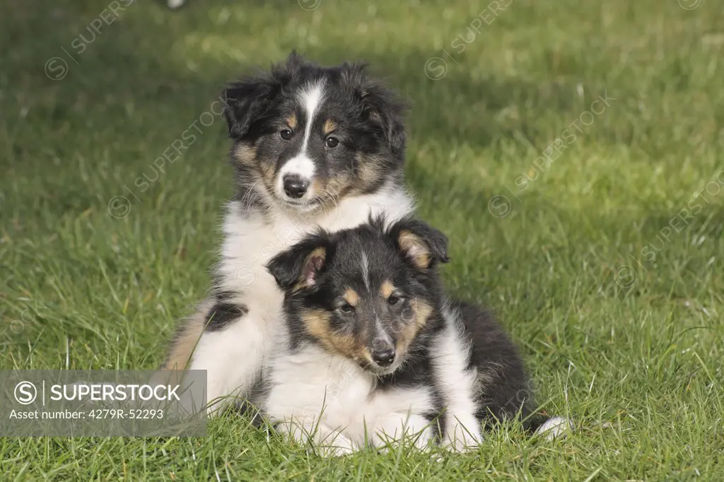 two Sheltie puppies on meadow
