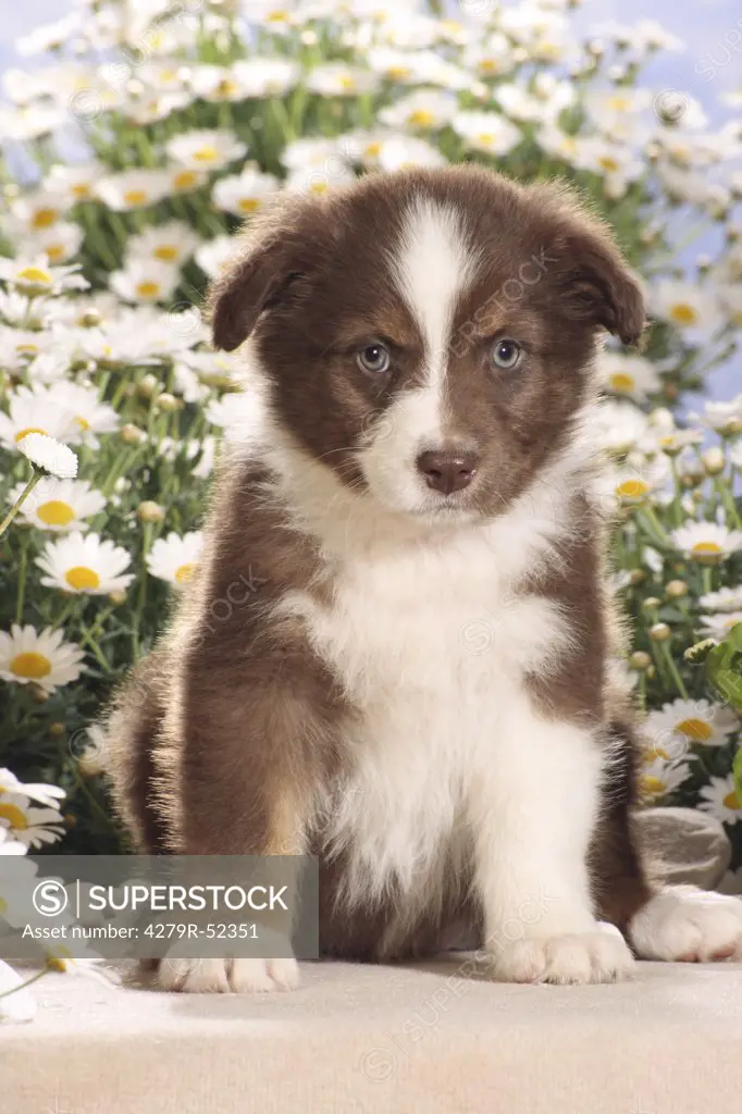 Australian Sheperd puppy - sitting in front of flowers