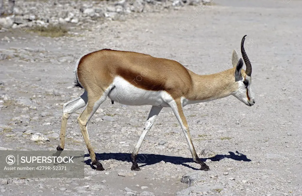 springbok - walking