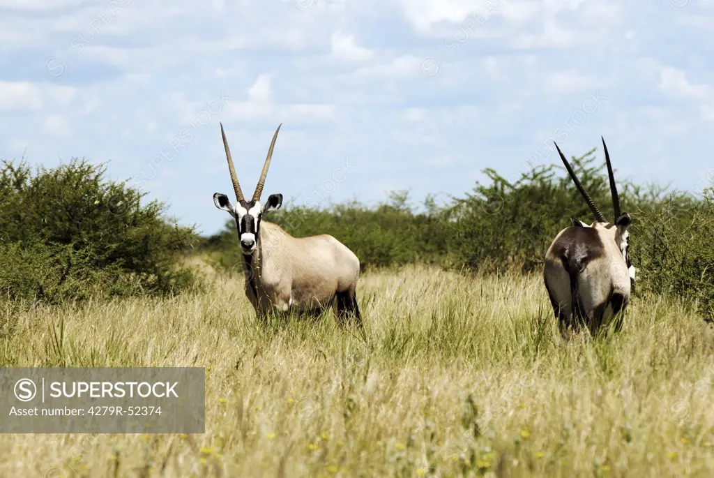 two gemsboks- standing on meadow , Oryx gazella