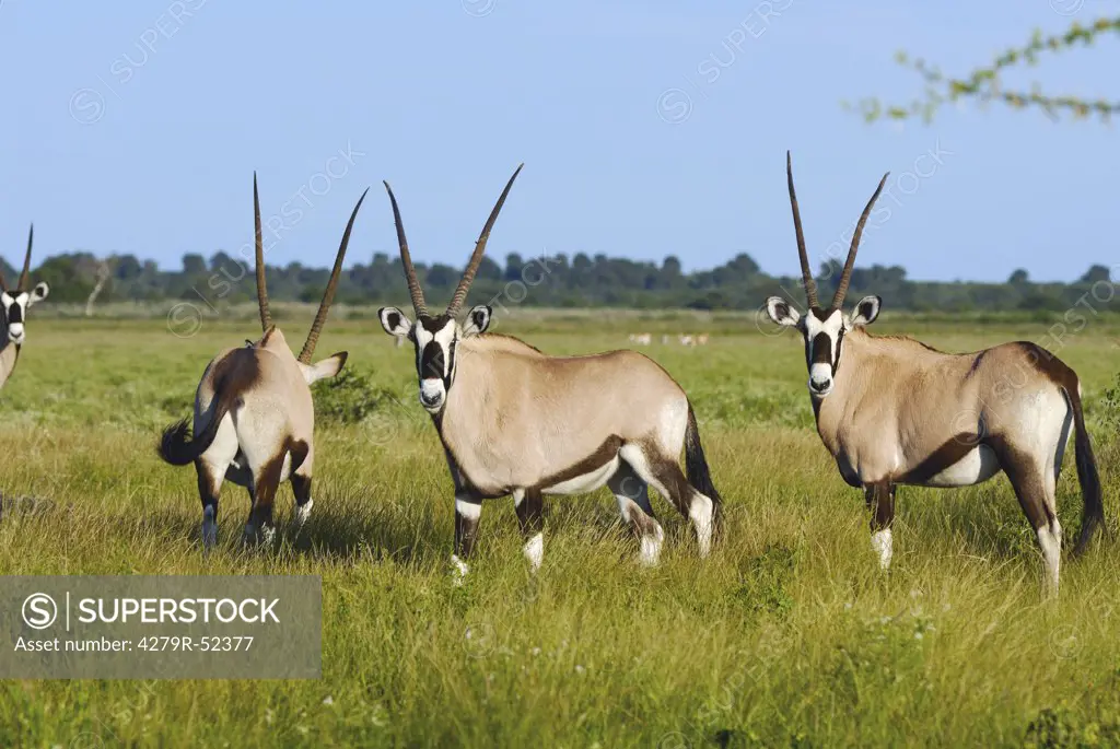 gemsboks - standing on meadow , Oryx gazella