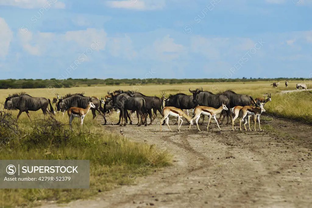 wildebeest herd and springboks