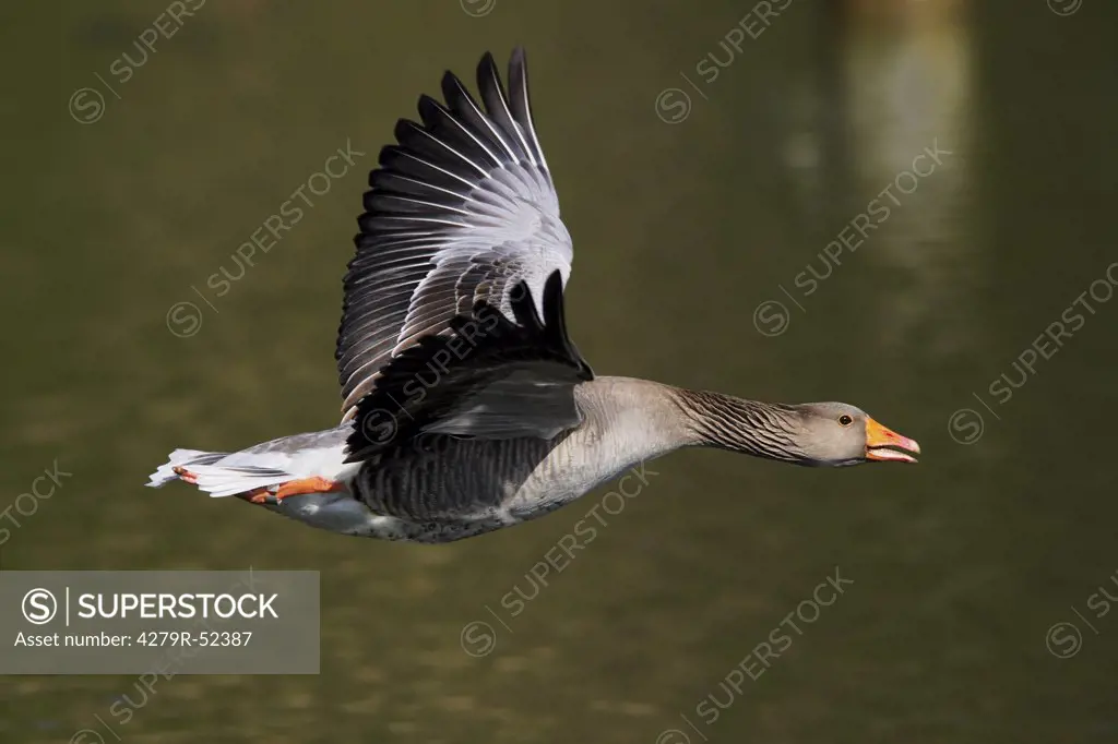greylag goose - flying