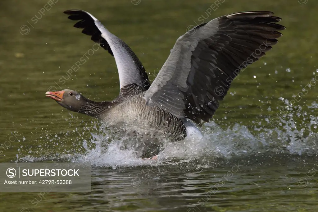 greylag goose - in water