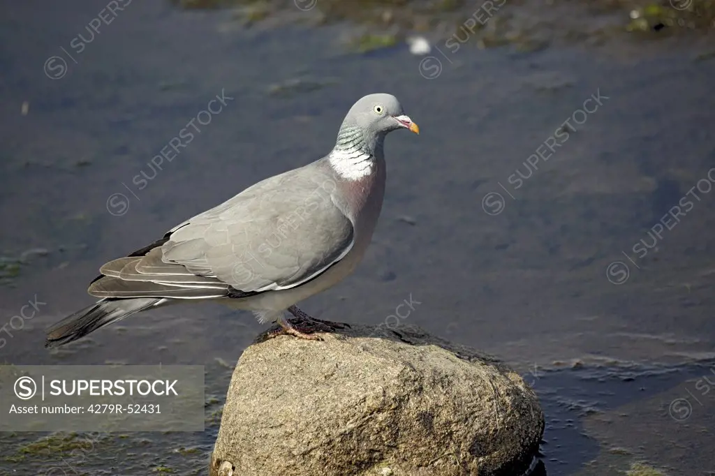 Wood-Pigeon - on stone, Columba palumbus