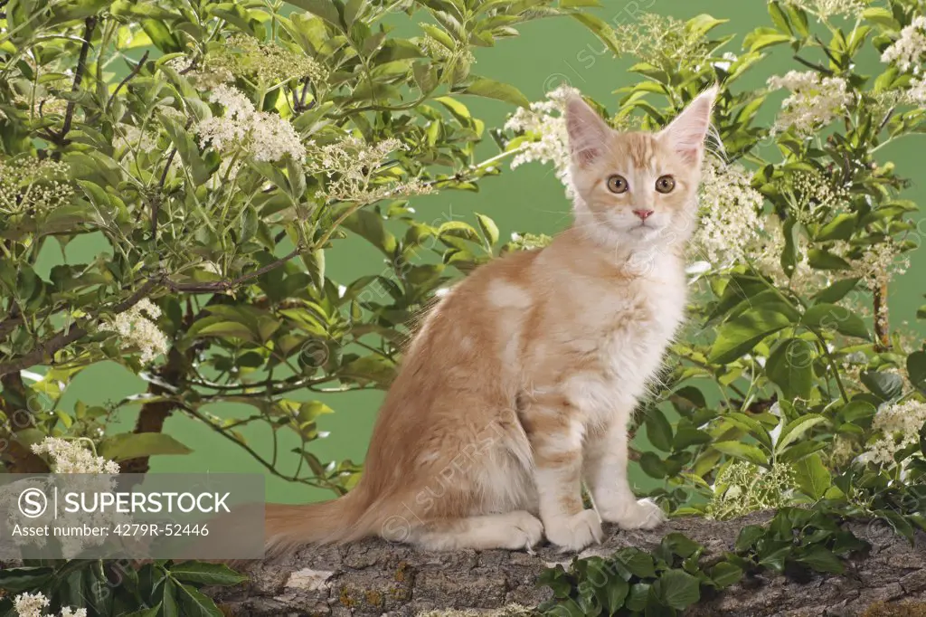 Maine Coon kitten - sitting on branch