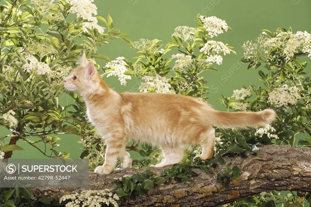 Maine Coon kitten - standing on branch