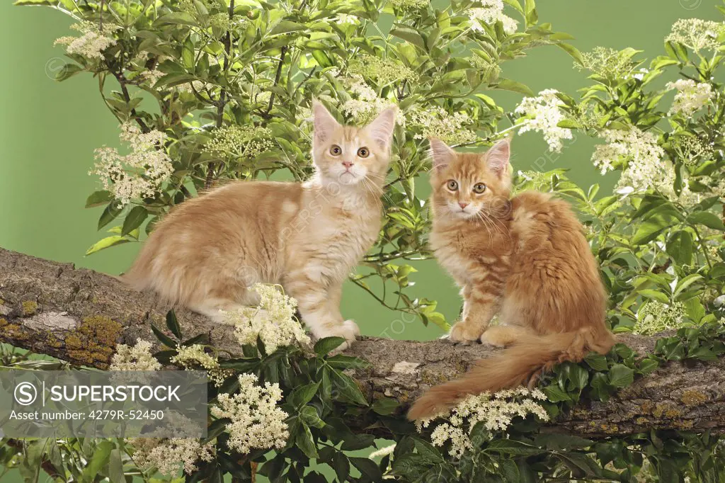 two Maine Coon kittens on branch
