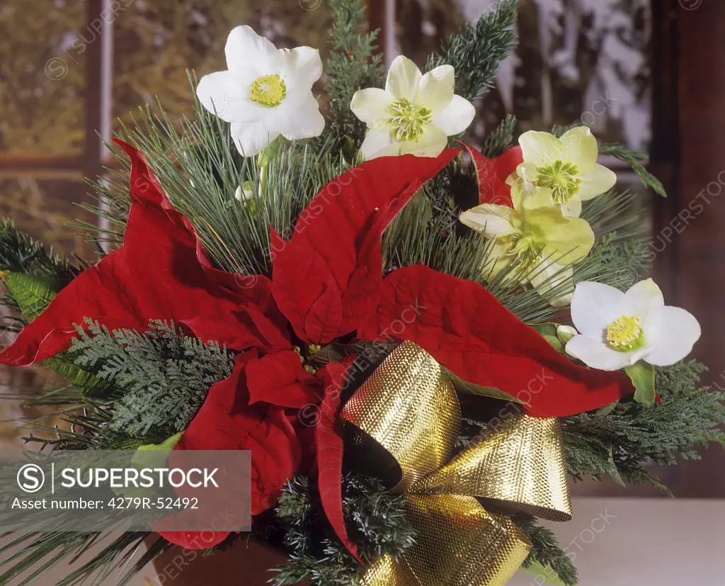 bouquet, Christmas roses with poinsettia