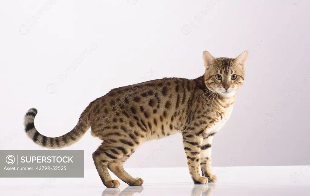 Bengal cat standing - cut out