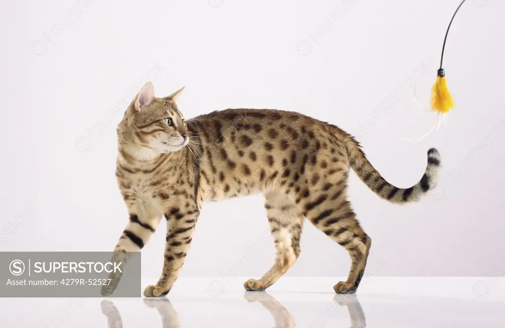 Bengal cat standing - cut out