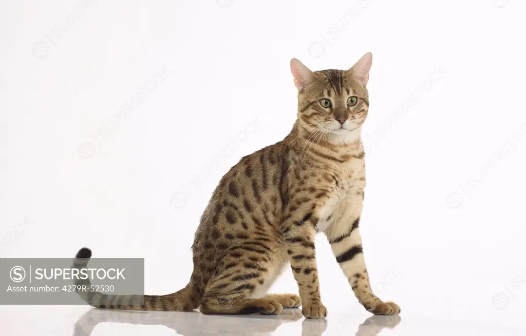 Bengal cat - sitting - cut out