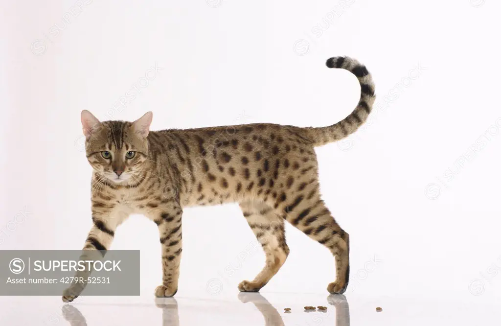 Bengal cat walking - cut out