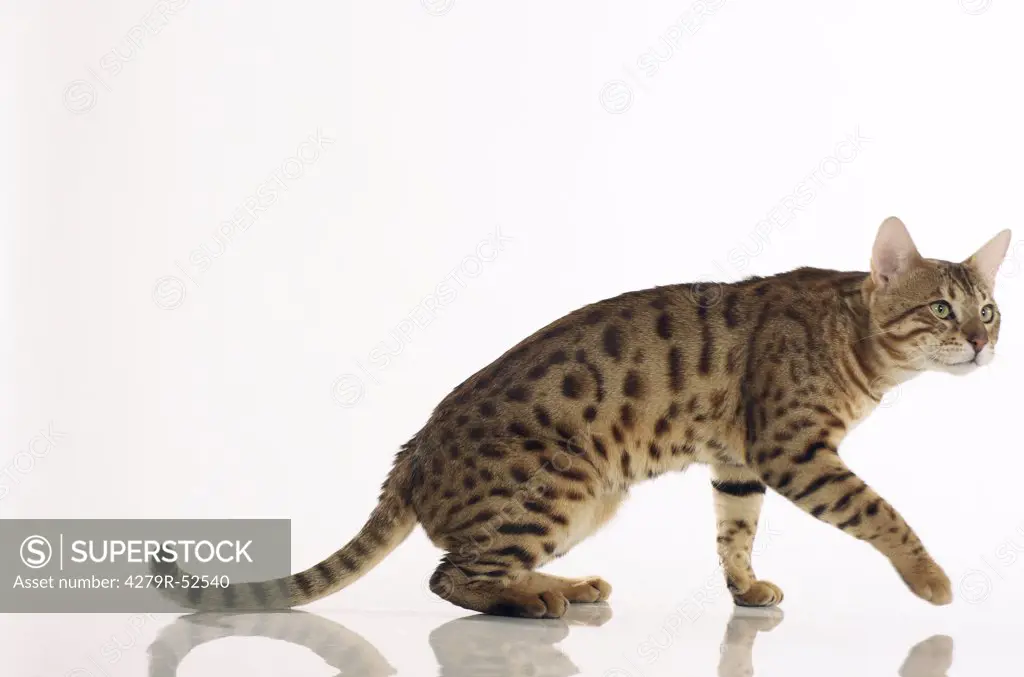 Bengal cat - walking - cut out