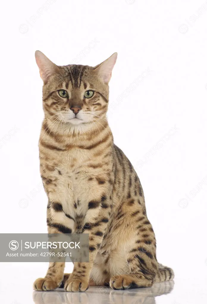 Bengal cat - sitting - Freisteller