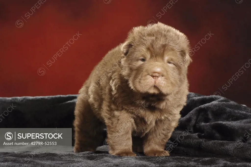 Shar Pei puppy standing - frontal