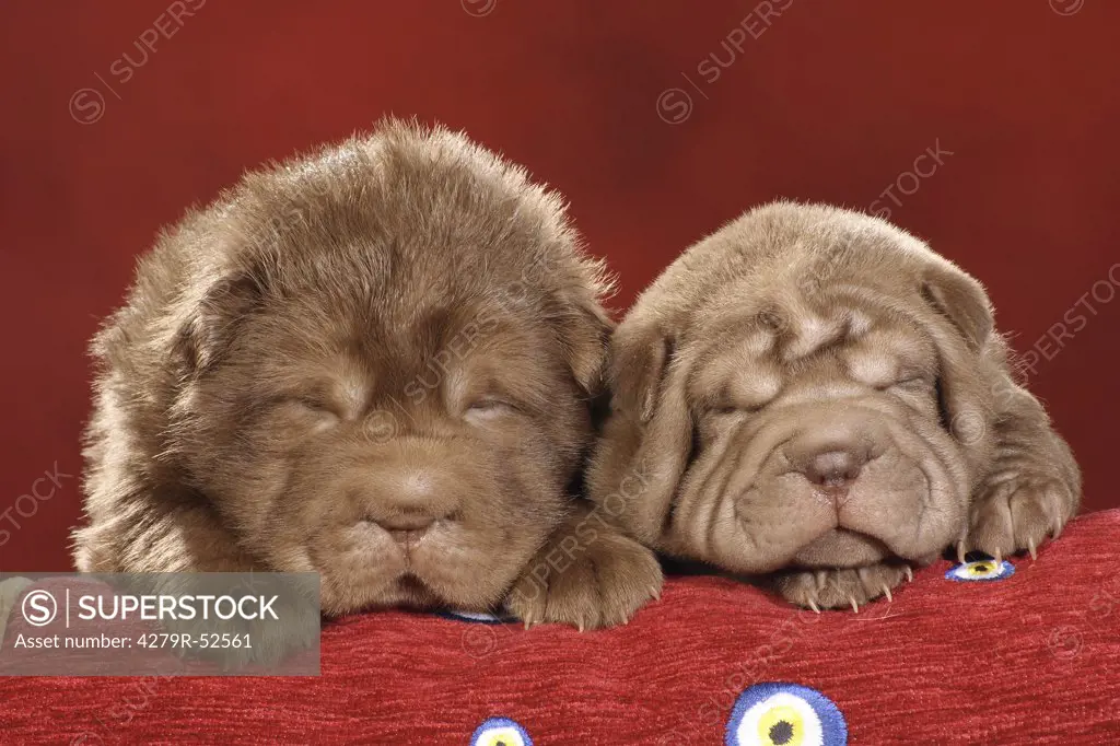 two Shar Pei puppies sleeping - head and paws on sofa