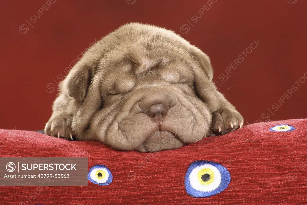 Shar Pei puppy sleeping - head on sofa