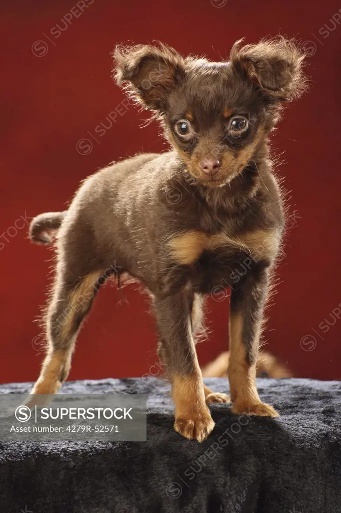 Toy Terrier puppy - standing - cut out