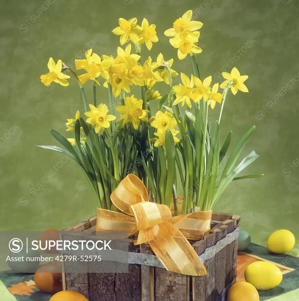 basket with daffodils