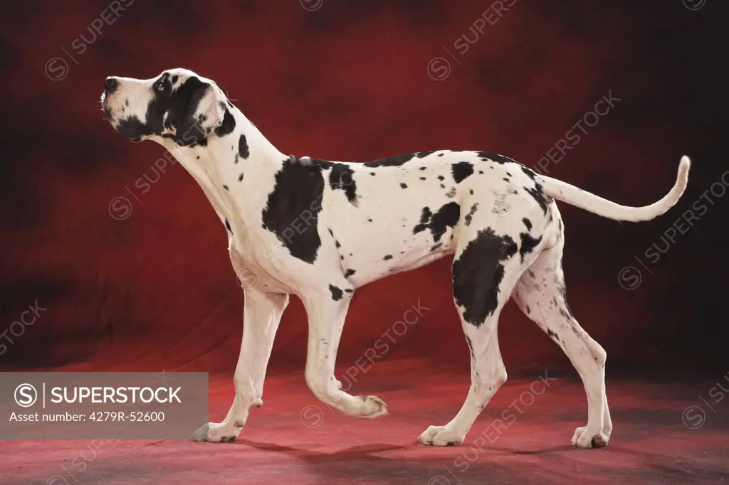 Great Dane standing - cut out