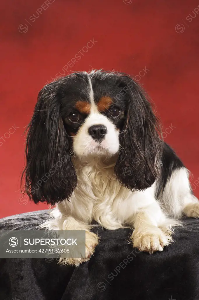 Cavalier King Charles Spaniel lying - cut out