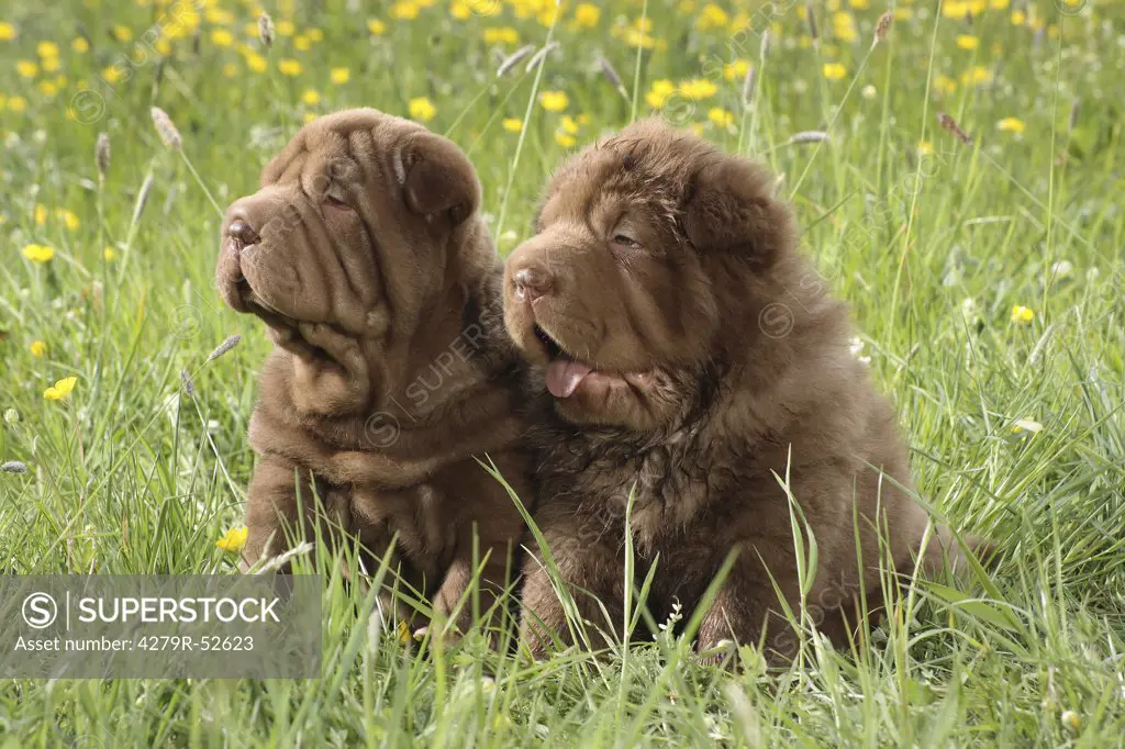 two Shar Pei puppies sitting in the meadow