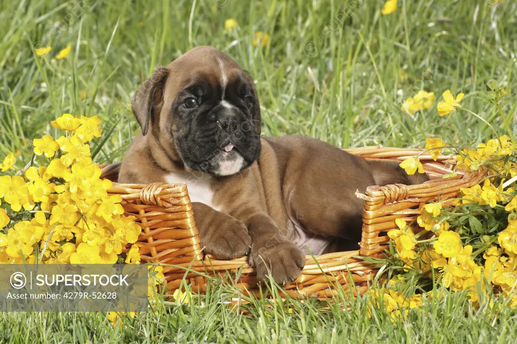 Boxer puppy lying in basket in the meadow