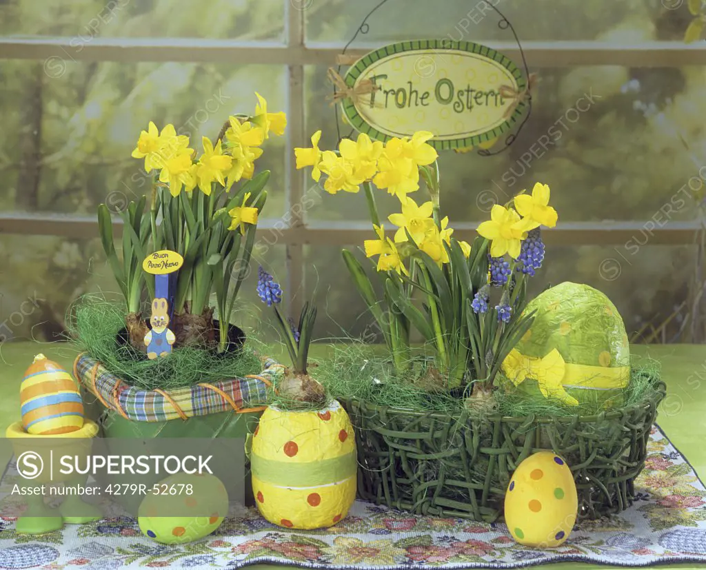 baskets with daffodils and grape hyacinths