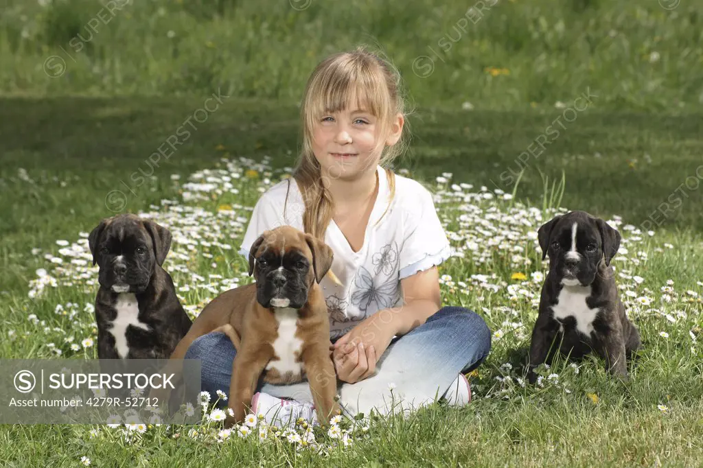 girl sitting with three Boxer puppies in the meadow