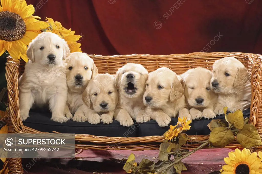 seven Golden Retriever puppies on sofa