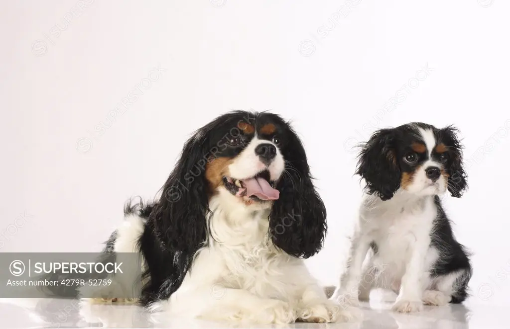 Cavalier King Charles Spaniel and puppy - cut out