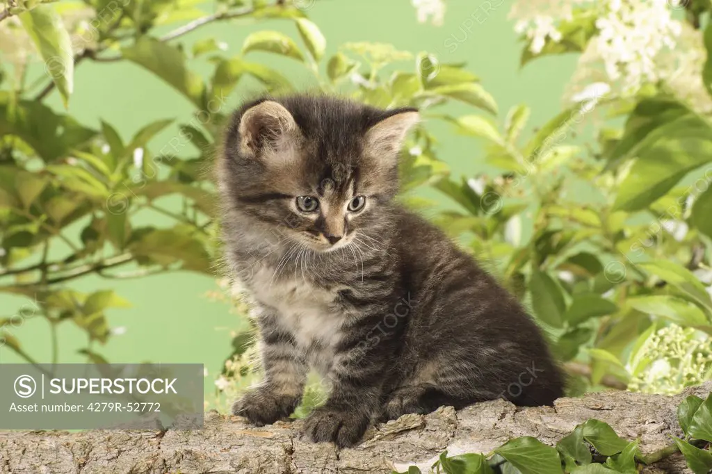 kitten - sitting on branch