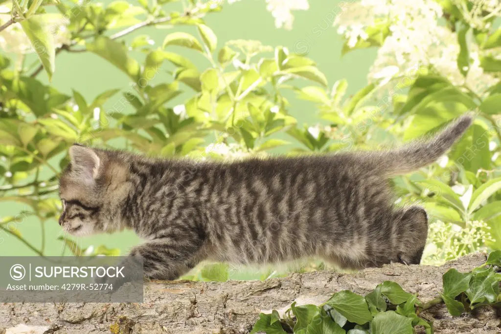 kitten walking on branch